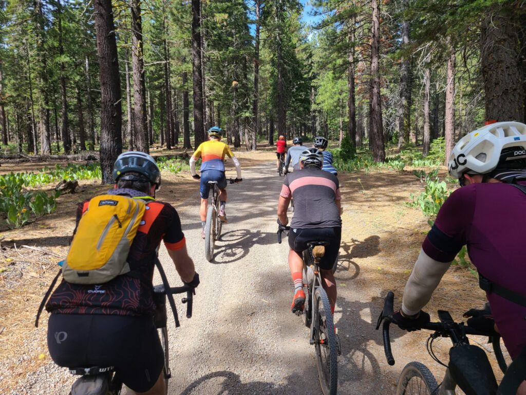 Group of gravel riders on a pine forest road in the Lost Sierra