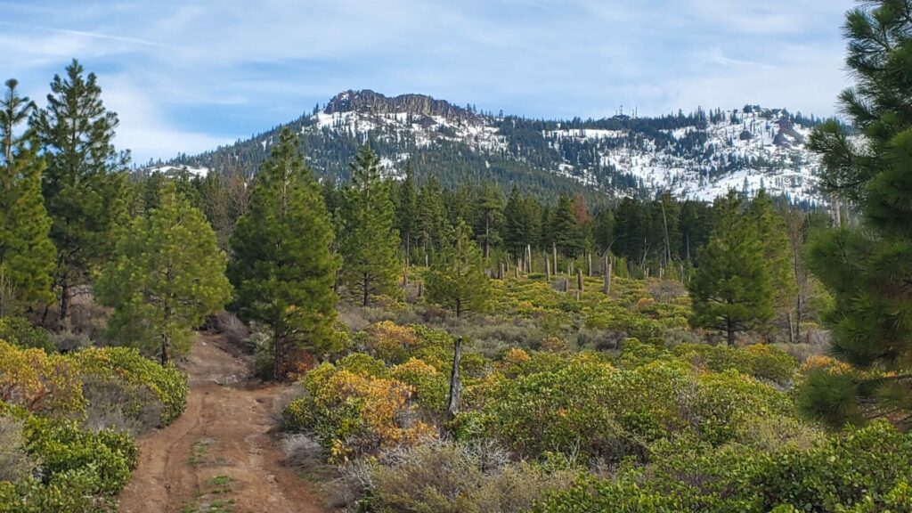 Dirt trail through pine forest near High Camp with snow-capped Beckwourth Peak in the distance