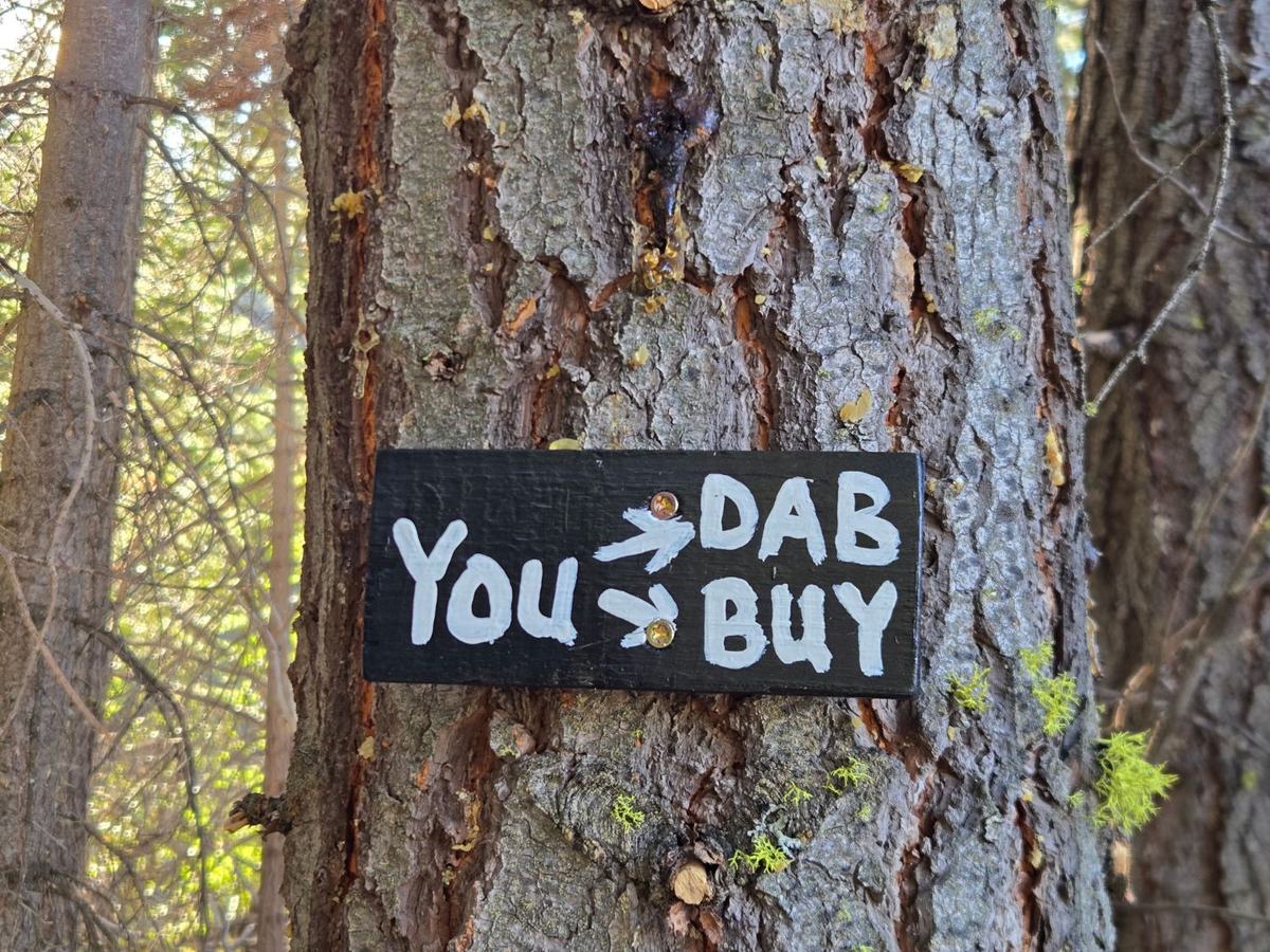 Hand-painted sign on a pine tree along the Beckwourth Peak Trail that reads: You, arrow, dab, arrow, buy